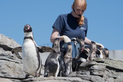 Meeresmuseum: Wie und was hören Pinguine?