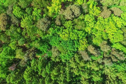 Geht es einer Wirtschaft gut, wächst die Waldfläche