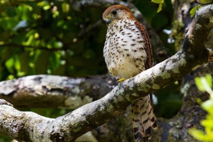 Falke nach Jagd auf Kaktus gerettet