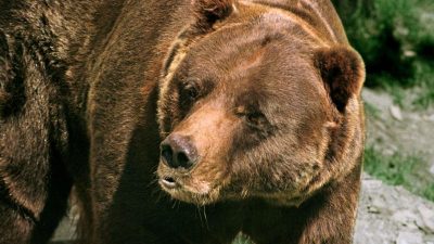 Bruno war der erste wilde Braunbär in Deutschland seit 171 Jahren