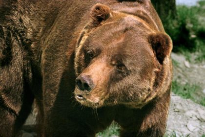 Bruno war der erste wilde Braunbär in Deutschland seit 171 Jahren