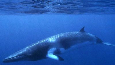Internationales Walfangverbot gefährdet – Tagung startet