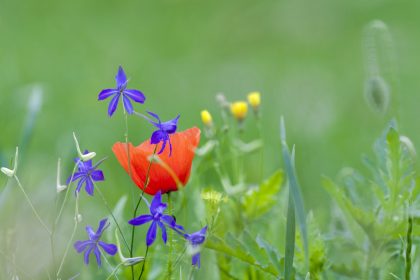 Die blaue Blume – Von Joseph Freiherr von Eichendorff