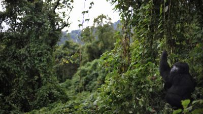 Virunga-Nationalpark im Kongo schließt nach tödlichen Angriffen bis Ende 2018