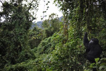 Virunga-Nationalpark im Kongo schließt nach tödlichen Angriffen bis Ende 2018