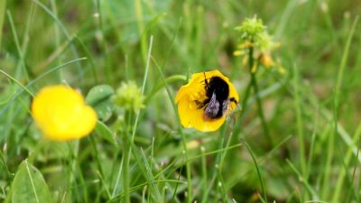 Rückgang der Insekten in Deutschland ist „dramatisch“: Regierung sieht akuten Handlungsbedarf gegen Insektensterben