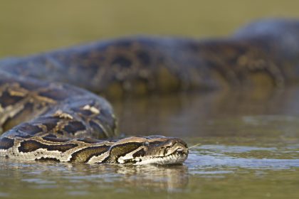 Angler entdeckten dreieinhalb Meter langen Tigerpython am Weserufer