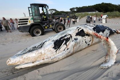 Graal-Müritz: Buckelwal tot aus Ostsee gezogen