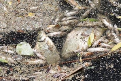 Auch Fische leiden unter der Hitze