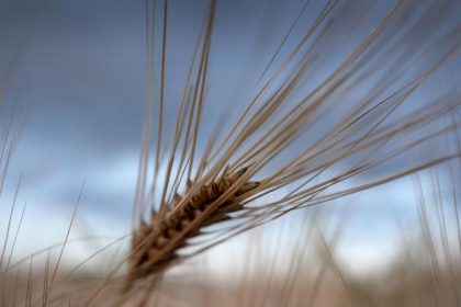 Sonntagsmärchen: Wie der Bauer beten lernte