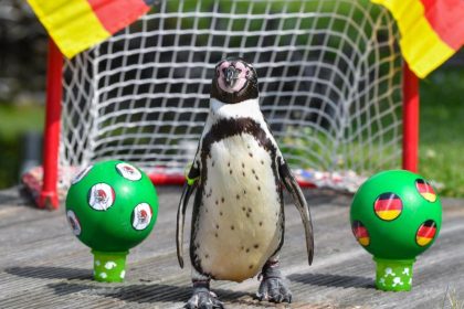 Deutschland sucht das Super-WM-Orakel