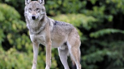 Polizei entfernt jungen Wolf aus dem Keller eines Wohnhauses in Görlitz