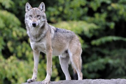 Polizei entfernt jungen Wolf aus dem Keller eines Wohnhauses in Görlitz