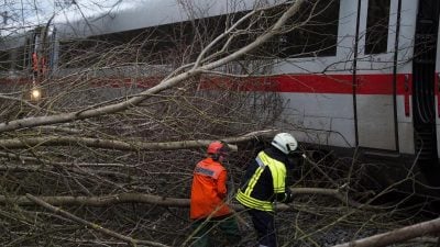Vorsorge gegen Stürme – Bahn intensiviert in Baumbeschnitt