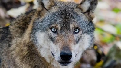 Niedersachsen will Füttern und Fotografieren von Wölfen verbieten