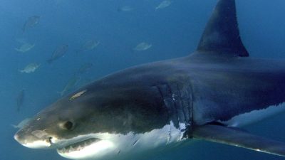 „Historische Sichtung“: Weißer Hai nahe der Balearen entdeckt