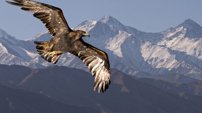Ein Adler flog empor – Von Friedrich Theodor von Vischer