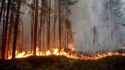 Dutzende Waldbrände wüten in Schweden