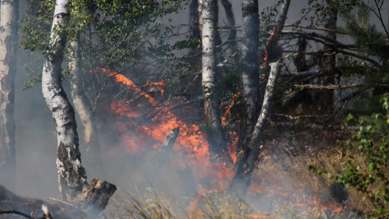 Fichtenwalde: Brand noch nicht gelöscht, aber unter Kontrolle – Gasleck sorgte für Aufregung – A9 und A10 erneut zeitweise gesperrt