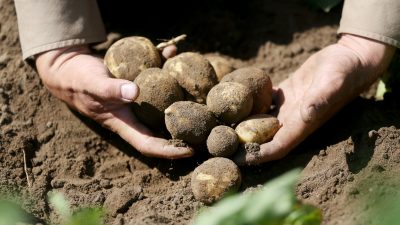Mickrige Kartoffelernte und Dürreschäden in der Forstwirtschaft bei 758 Millionen Euro