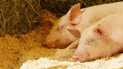 Schweinepest aus China: Hongkong ordnet Tötung von 4.700 Schweinen an