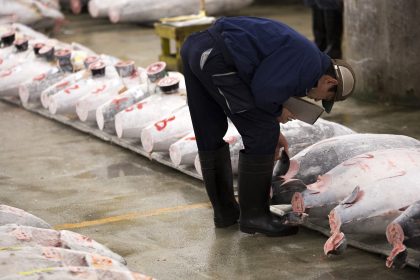 Fast jede dritte Einfuhr betroffen: Illegaler Fischfang gelangt nach Deutschland