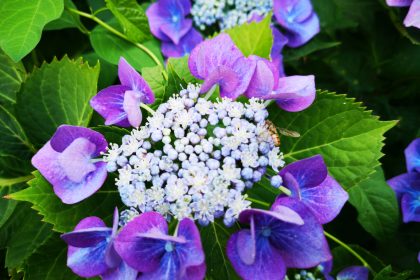 Blaue Hortensie – Von Rainer Maria Rilke