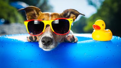 Heiß, heißer, am…: Mit den Hundstagen kommt Hitzewelle nach Deutschland
