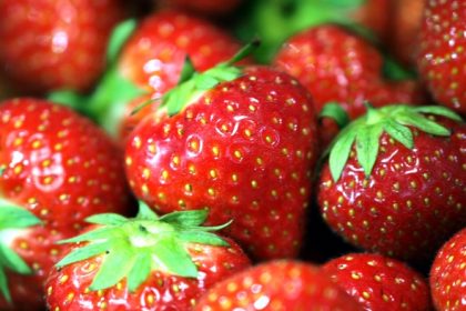 Mehr Erdbeeren auf deutschen Feldern