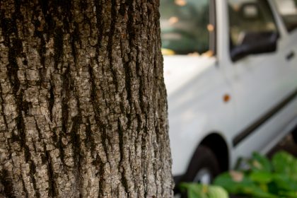 Sonntagmittags in Erwitte und mitten auf der Straße stand ein Baum