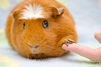 Therapie-Tiere für Straftäter hinter Stacheldraht