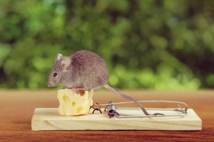 Mäuse und Ratten verfolgen ihre Ziele ähnlich stur wie Menschen