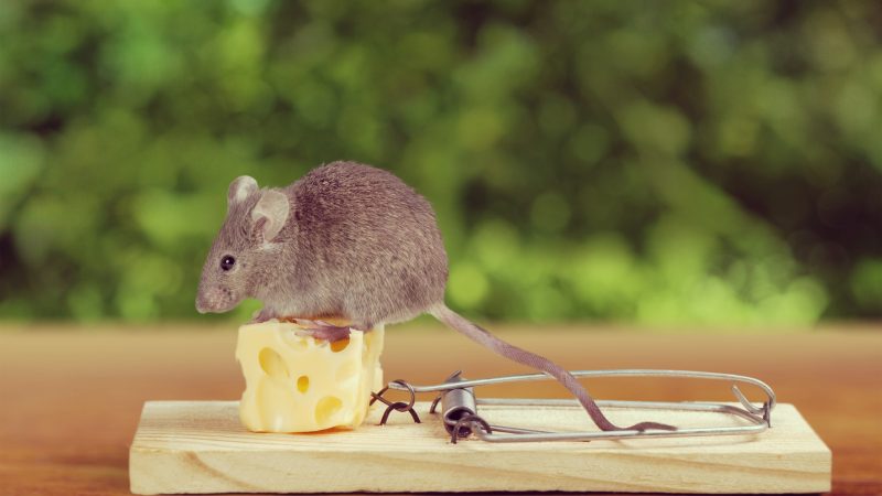 Mäuse und Ratten verfolgen ihre Ziele ähnlich stur wie Menschen
