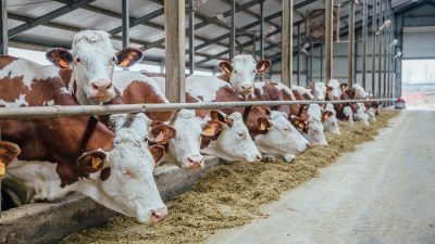 Bauern geht das Tierfutter aus: Höhere Literpreise für Milch gefordert