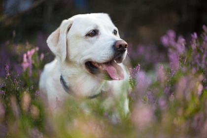 Marl: Bewaffneter Überfall auf Spaziergängerin – Räuber hatte ihren Hund nicht bemerkt