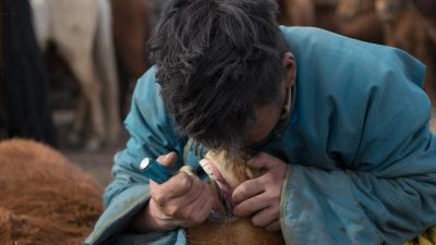 Menschen übernahmen schon früh Zahnarztrolle für Pferde