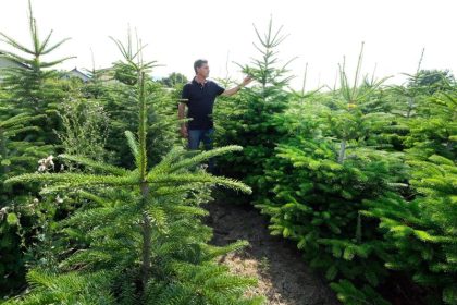 Weihnachtsbäume gesund – Preise stabil