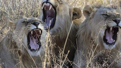 Löwen in Südafrika fressen mutmaßliche Nashorn-Wilderer