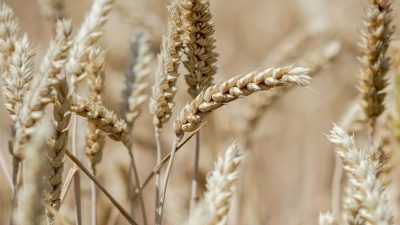 Dürre auf den Feldern: Werden nun auch Brot und Milch teurer?