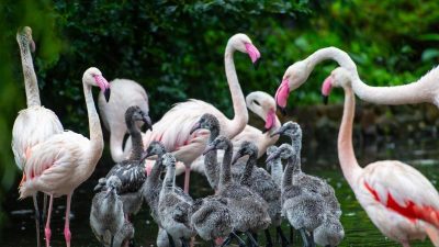 Soziale Bindungen als Vorzug – Flamingos schließen feste Freundschaften