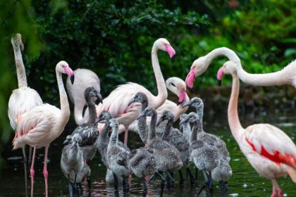 Soziale Bindungen als Vorzug – Flamingos schließen feste Freundschaften