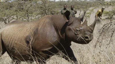 Kenia: Nach Tod von elf Nashörnern Vorwürfe gegen Regierung und WWF