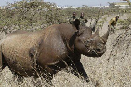 Kenia: Nach Tod von elf Nashörnern Vorwürfe gegen Regierung und WWF