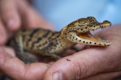Hinweis auf freilebendes Krokodil in Teich ruft Polizei in NRW auf den Plan
