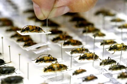 Die Lobby der Insekten: Ein Verein rüttelt das Land auf