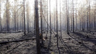 Zahl der Waldbrände in Schweden zurückgegangen