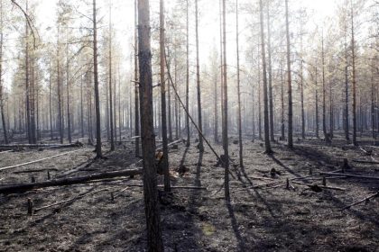 Zahl der Waldbrände in Schweden zurückgegangen