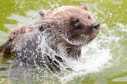 Braunbär-Dame Caesar nach Jahren der Folter aus winzigem Käfig einer Bärenfarm gerettet