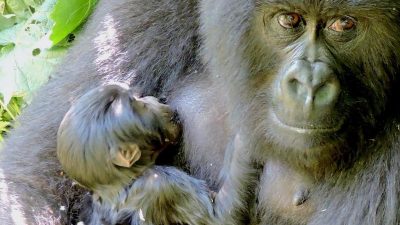 Nachwuchs bei bedrohten Berggorillas im Ost-Kongo