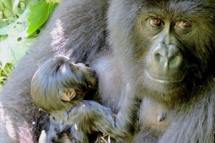 Nachwuchs bei bedrohten Berggorillas im Ost-Kongo